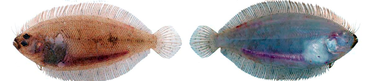 Arnoglossus imperialis_04.jpg